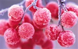 Winterbeeren, Frost Schnee HD Wallpaper