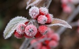 겨울 딸기, 서리 눈의 HD 배경 화면 #2