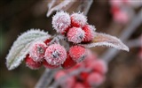 Bayas del invierno, fondos de pantalla de alta definición heladas nieve #2