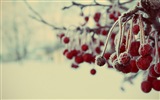 Winterbeeren, Frost Schnee HD Wallpaper #3