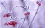 Winterbeeren, Frost Schnee HD Wallpaper #4