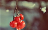 겨울 딸기, 서리 눈의 HD 배경 화면 #5