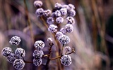 Winter berries, frost snow HD wallpapers #7