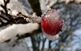 冬天的漿果 霜凍冰雪壁紙 #8