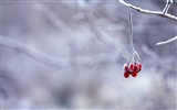 冬天的漿果 霜凍冰雪壁紙 #10