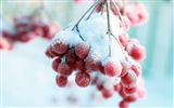 冬天的漿果 霜凍冰雪壁紙 #13
