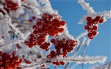 Bayas del invierno, fondos de pantalla de alta definición heladas nieve #14