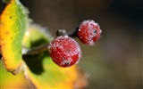 겨울 딸기, 서리 눈의 HD 배경 화면 #15