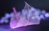 Leaf žíly HD wallpaper fotografie #2