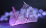 Leaf vein HD photography wallpaper #2