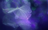 Leaf vein HD photography wallpaper #4