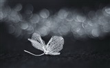 Leaf vein HD photography wallpaper #7