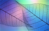 Leaf žíly HD wallpaper fotografie #9