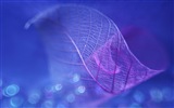 Leaf žíly HD wallpaper fotografie #10