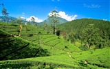 Sri Lanka Landschaftsstil, Windows 8 Theme Wallpaper #6