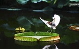 Chinese National Geographic HD Landschaft Hintergrundbilder #23