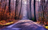 Feuilles et des arbres fonds d'écran HD automne brumeux