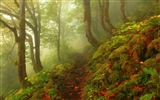 雾的秋天，红叶树木，高清壁纸4