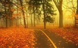 雾的秋天，红叶树木，高清壁纸8