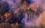 Hojas de otoño de niebla y los árboles fondos de pantalla de alta definición #11