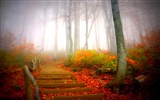 霧的秋天，紅葉樹木，高清壁紙 #12