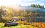 Hojas de otoño de niebla y los árboles fondos de pantalla de alta definición #14