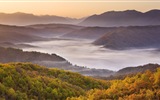 Hojas de otoño de niebla y los árboles fondos de pantalla de alta definición #16