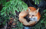 動物特寫，可愛的狐狸 高清壁紙 #3