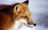 动物特写，可爱的狐狸 高清壁纸4