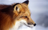 Tier close-up, niedliche Fuchs HD Wallpaper #4