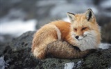 动物特写，可爱的狐狸 高清壁纸6