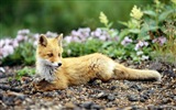动物特写，可爱的狐狸 高清壁纸7
