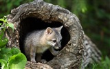 Animales de cerca, fondos de pantalla de alta definición de zorros lindos #9