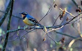 Fondos de pantalla de animales que vuelan, las aves de alta definición