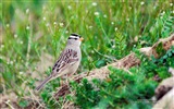 Fonds d'écran animaux volants, oiseaux HD #4