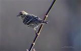 Fondos de pantalla de animales que vuelan, las aves de alta definición #7