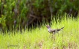 會飛的動物，鳥兒 高清壁紙 #10