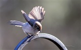 Fondos de pantalla de animales que vuelan, las aves de alta definición #11