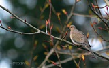 會飛的動物，鳥兒 高清壁紙 #14