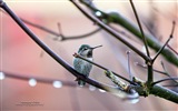 Flying animals, birds HD wallpapers #15