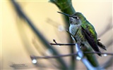 Fonds d'écran animaux volants, oiseaux HD #17