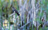 フライング動物、鳥のHDの壁紙 #19