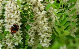 Blanc acacia fonds d'écran fleurs roses HD #6