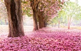 Flowers fall on ground, beautiful HD wallpapers