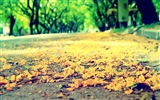 Flowers fall on ground, beautiful HD wallpapers #3