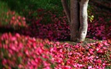꽃은 땅에 아름다운의 HD 배경 화면 가을 #7