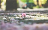 Flowers fall on ground, beautiful HD wallpapers #9