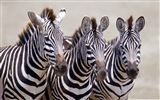 Animales de rayas blanco y negro, fondos de pantalla de alta definición de cebra #1