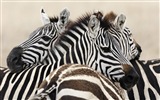 검은 색과 흰색 줄무늬 동물, 얼룩말의 HD 배경 화면 #2