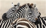 Black and white striped animal, zebra HD wallpapers #2